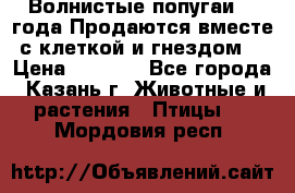 Волнистые попугаи, 2 года.Продаются вместе с клеткой и гнездом. › Цена ­ 2 800 - Все города, Казань г. Животные и растения » Птицы   . Мордовия респ.